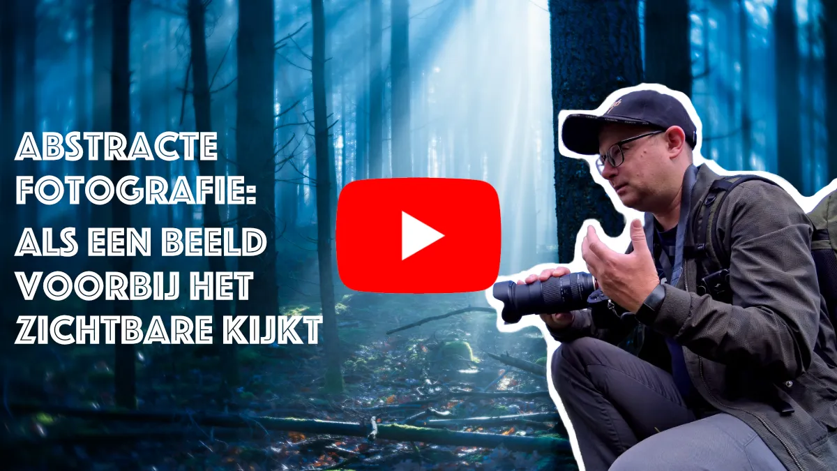 Een donker bos, waar de zon tussen de bomen schijnt en een sinister beeld geeft.